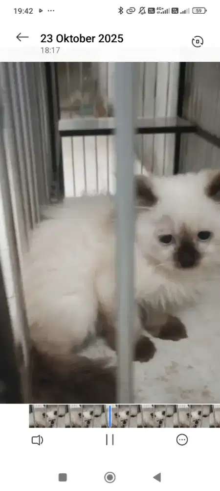 Kitten himalaya