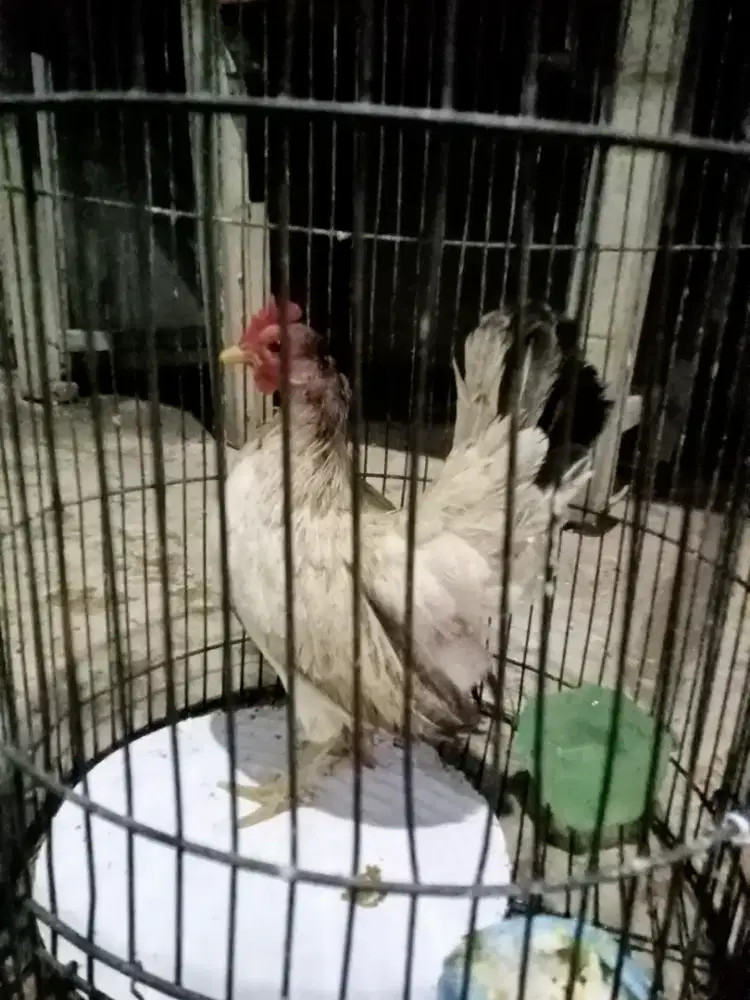 Betina produksi