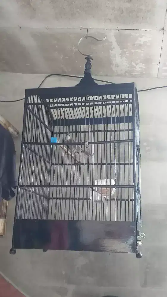 Crucukan fs + tilang fs