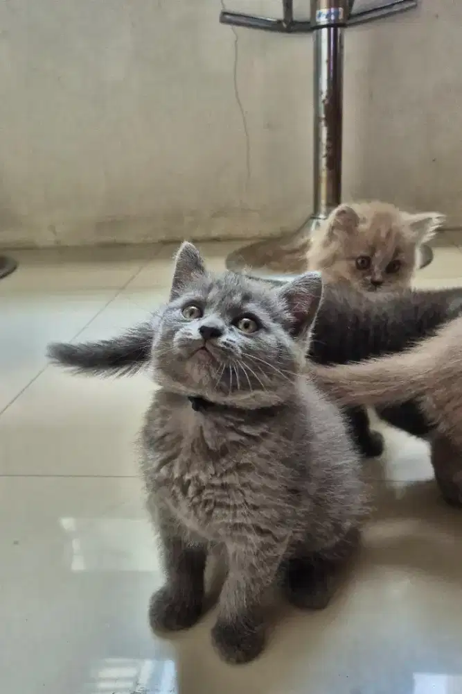 BSH Pure Kitten