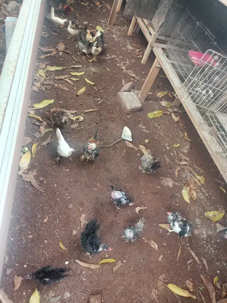Jual ayam Kate walik dari Dewasa s.d. Anakan