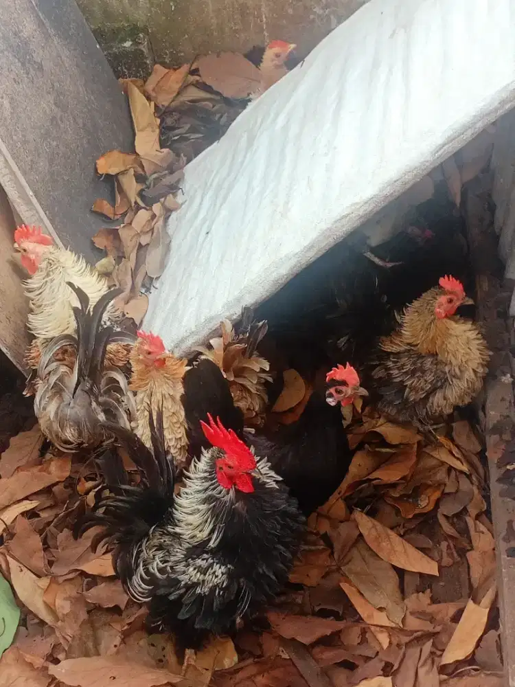 Jual ayam kate Walik indukan