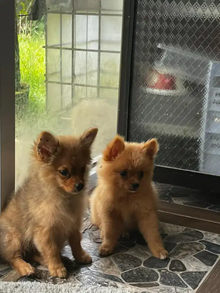 Sepasang Pomeranian