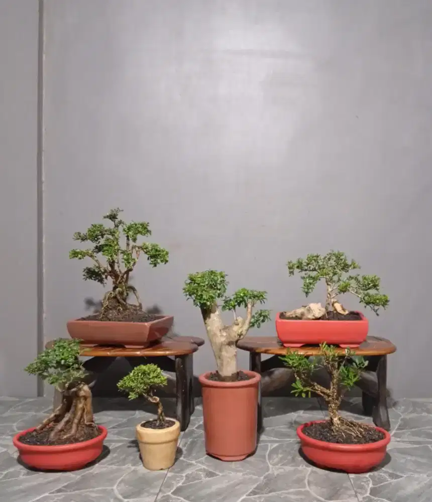 Bonsai hias mini unik ada 6 pot