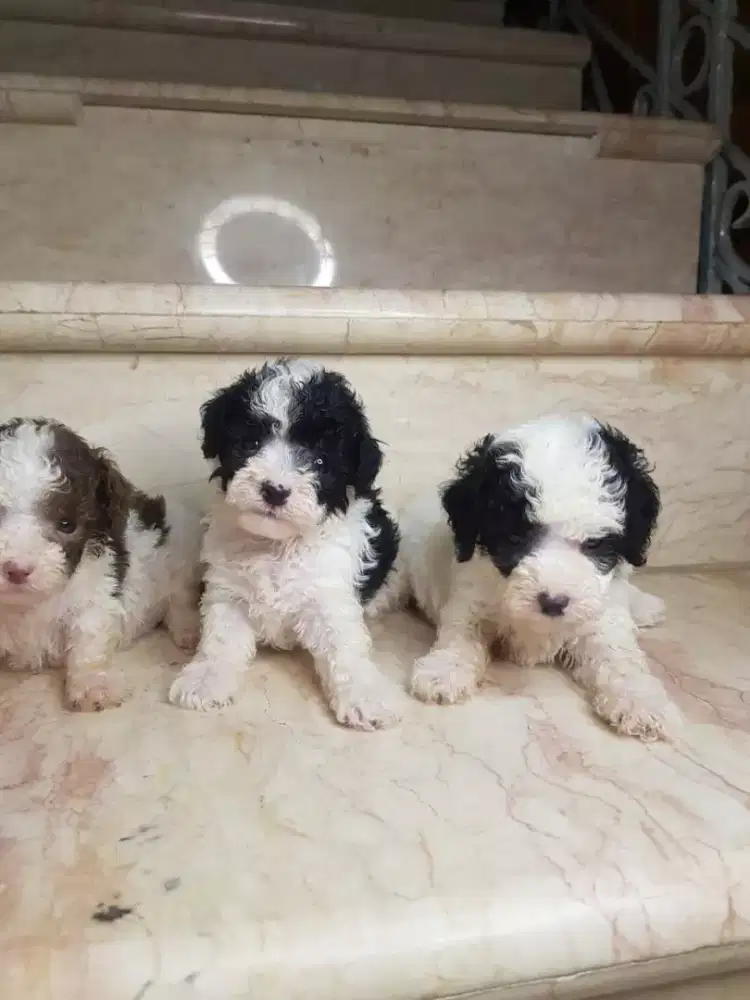 JUAL POODLE PARTY