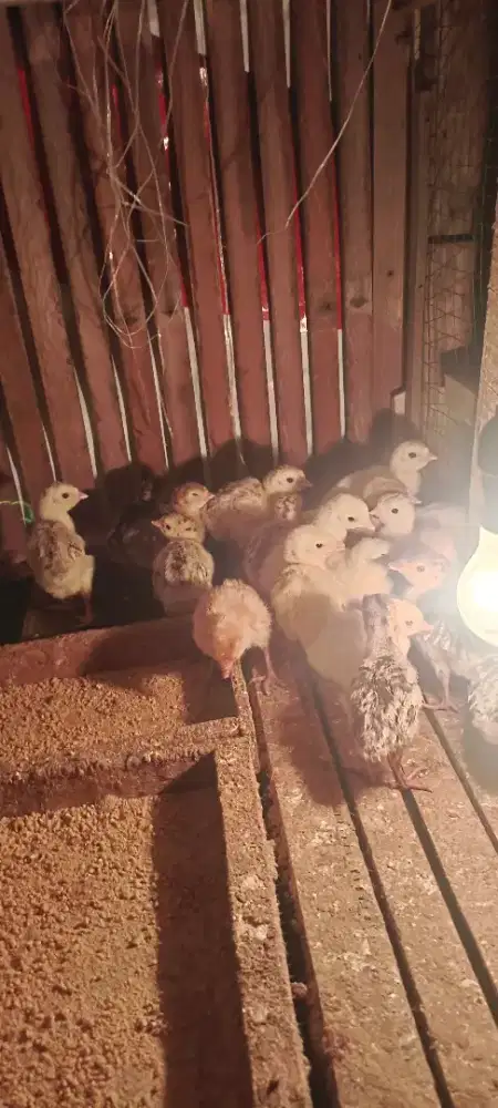 Anakan Kalkun umur Semingguan Sepasang