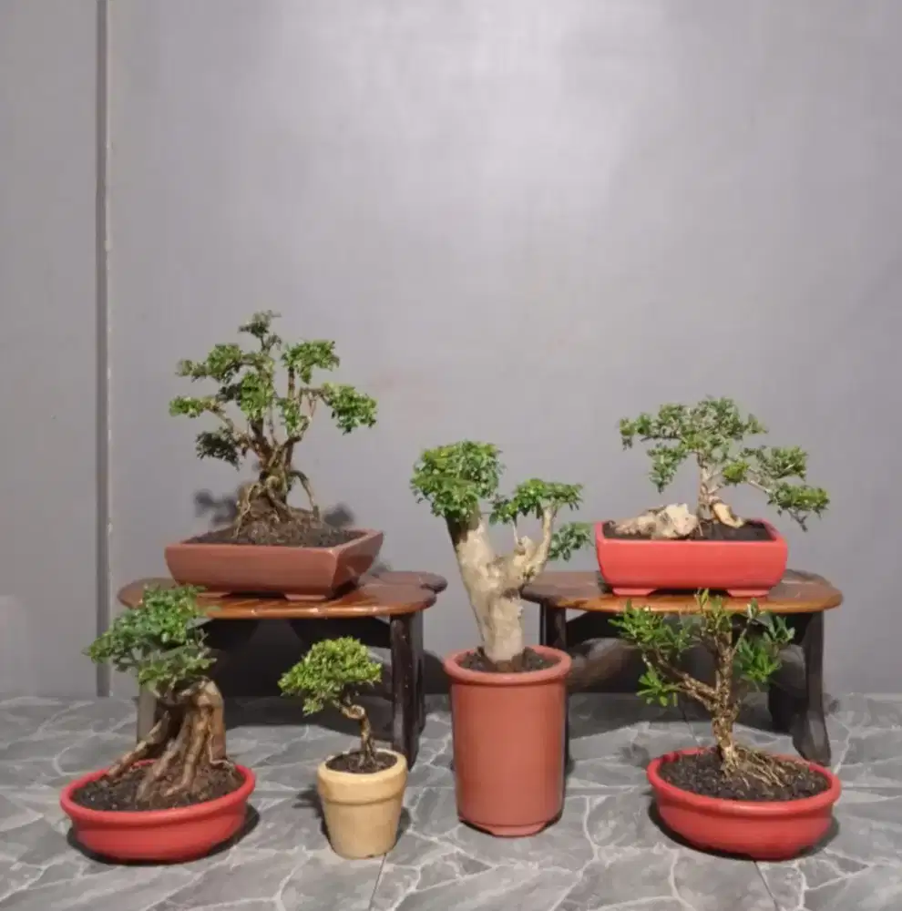 6 pot bonsai hias mini murah