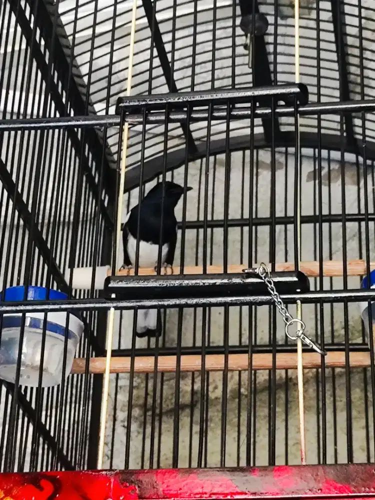 Burung Kacer Jabar Gacor Full Sett