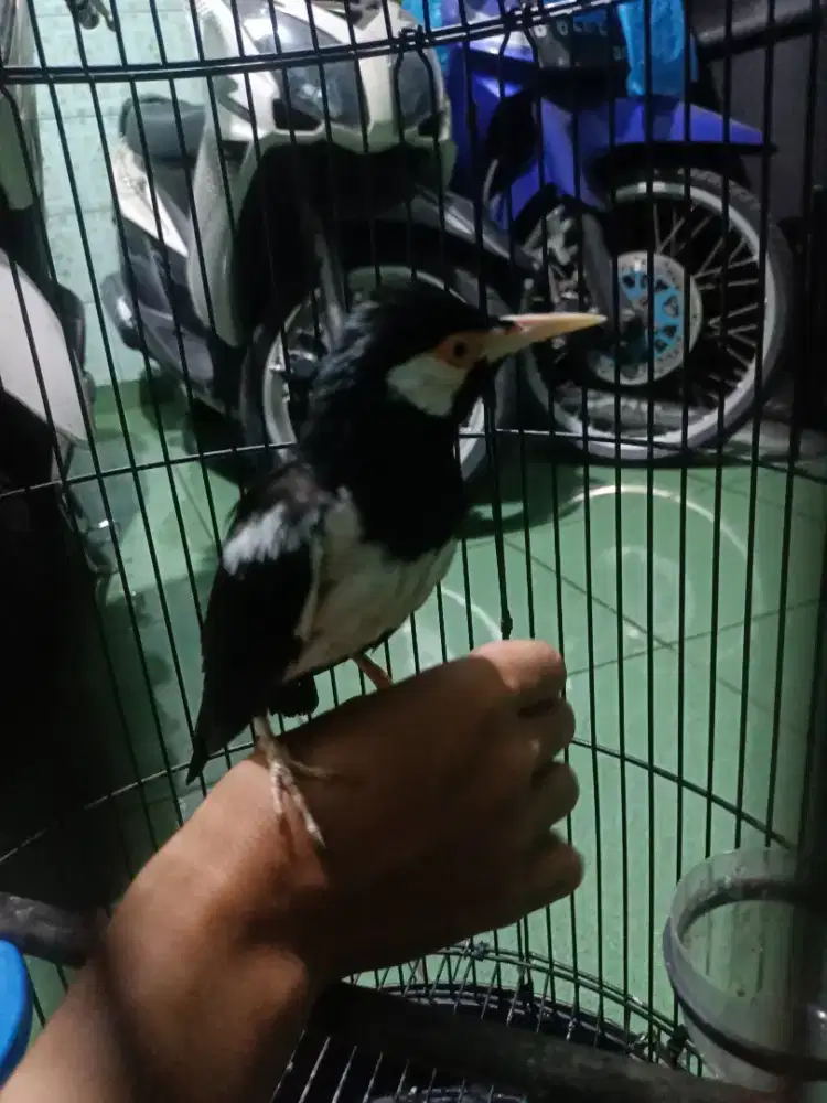 Jalak suren gacor