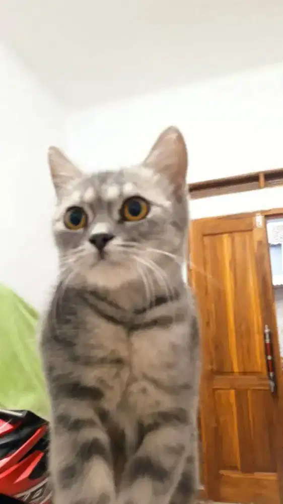 Kucing scotish straight betina