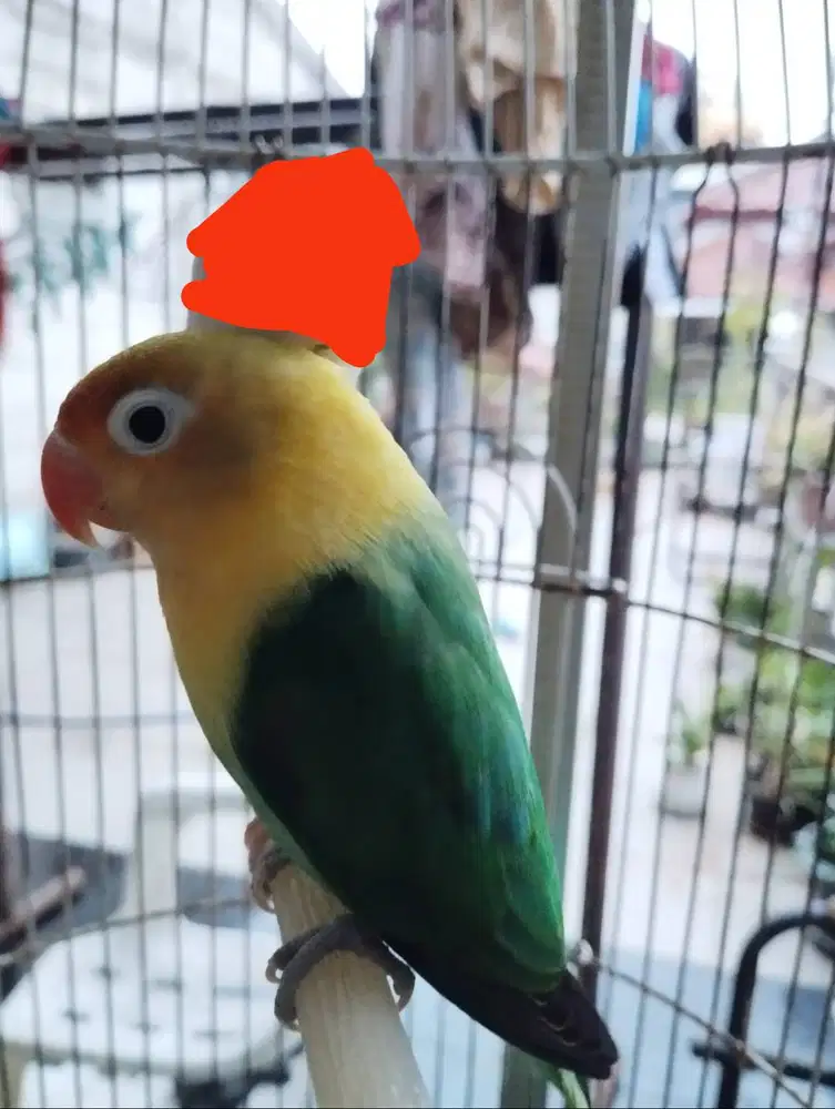 Burung Lovebird Bio PB