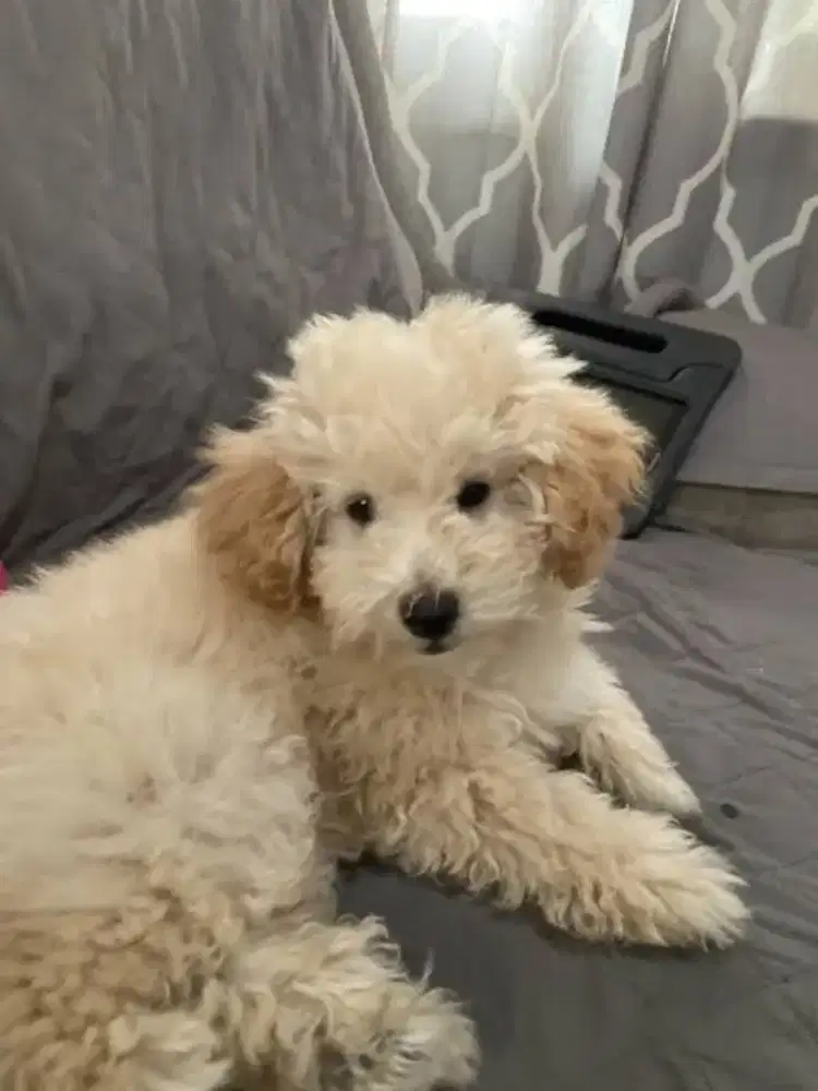 tiny toy poodle apricot betina usia 1thn
