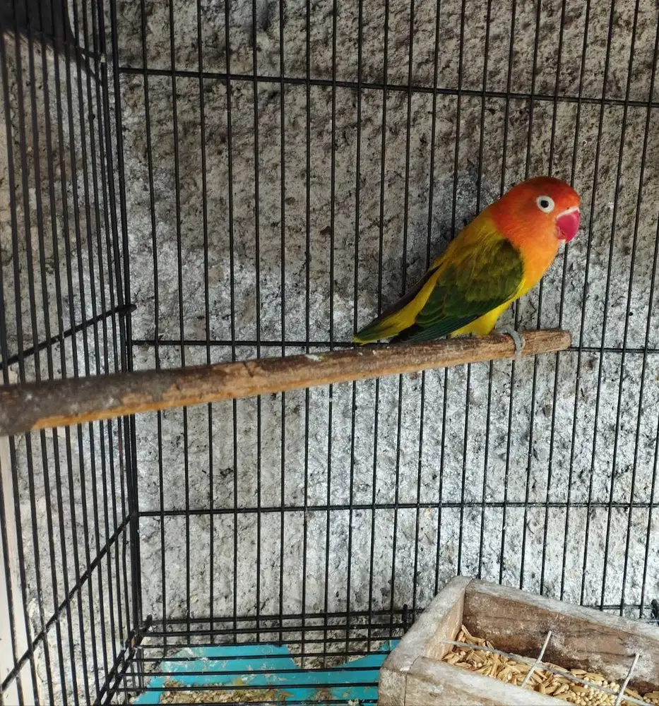 Burung Lovebird Bio ewing Green