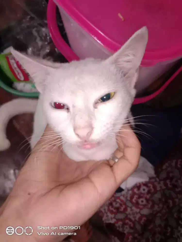 Kucing peliharaan istimewah