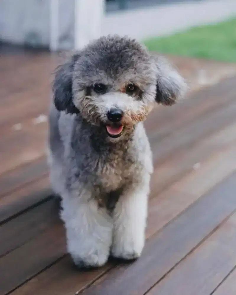 poodle jantan non stb non vaksin usia 8 bulan