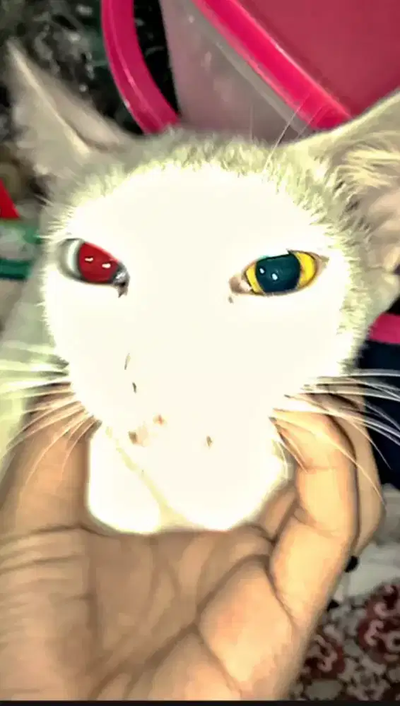 Hewan peliharaan kucing odd eye