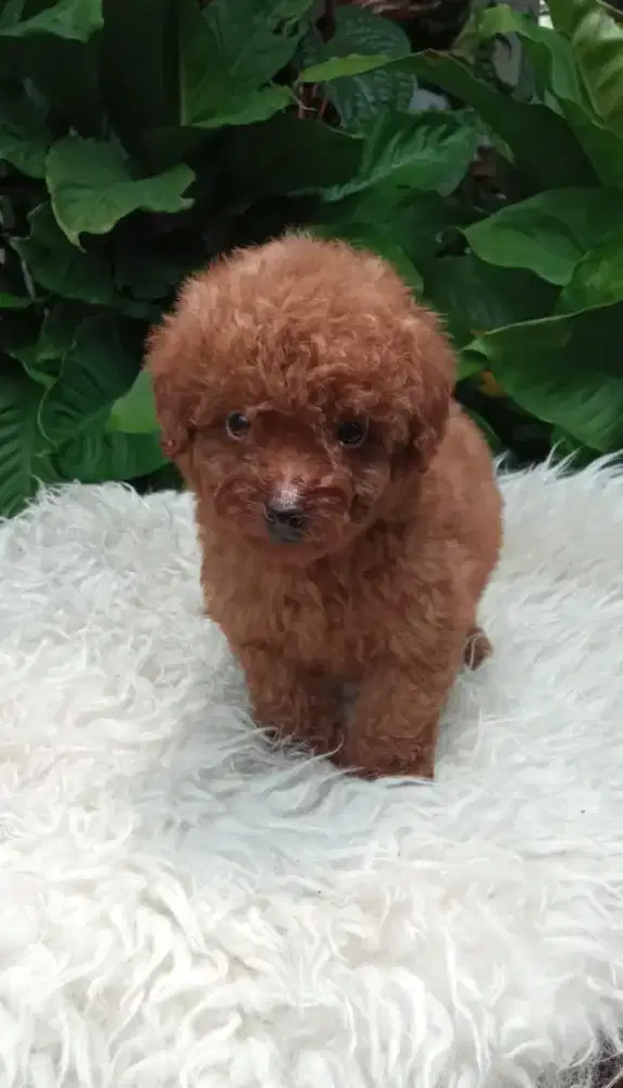 Toy Tiny Poodle stambum vaksin