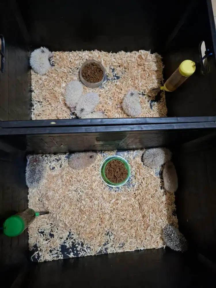 Landak mini hedgehog usia 1.5 bulan anakan