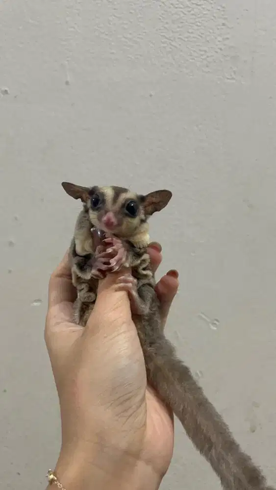 Sugar Glider Jantan Classic Grey
