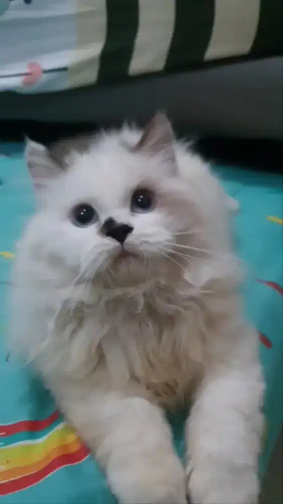 Kitten Ragdoll PuRe Non Pedigree