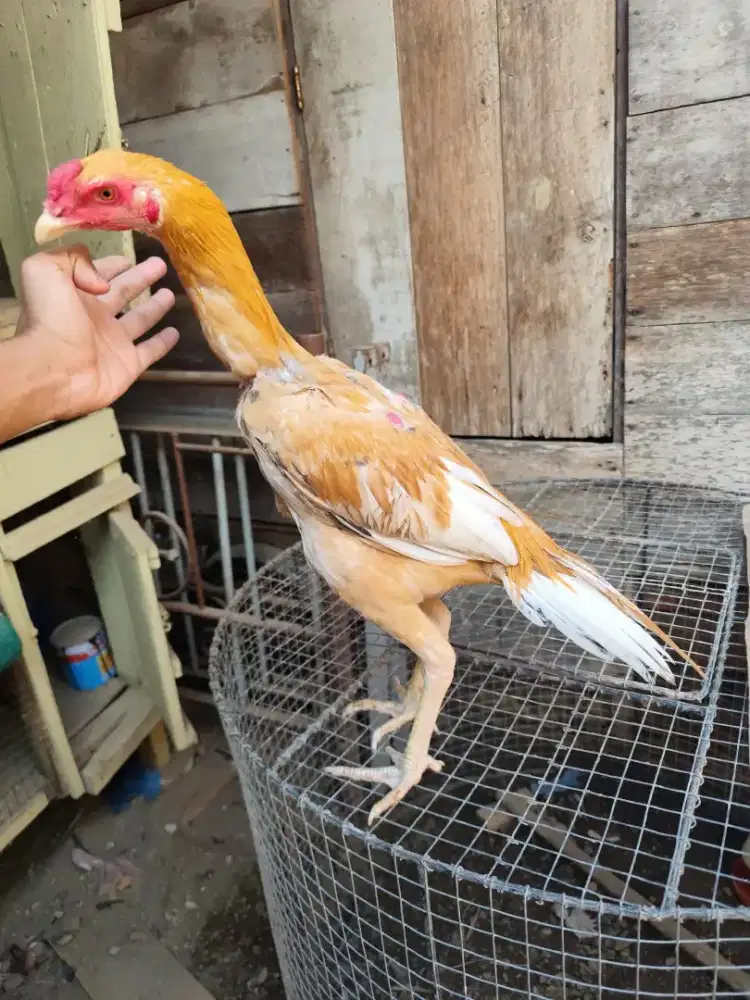 Ayam Hias Ekor Lidi