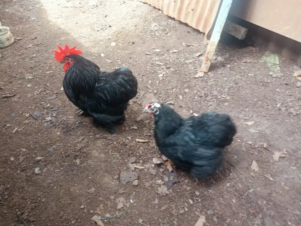 Jual ayam Kate Cochim