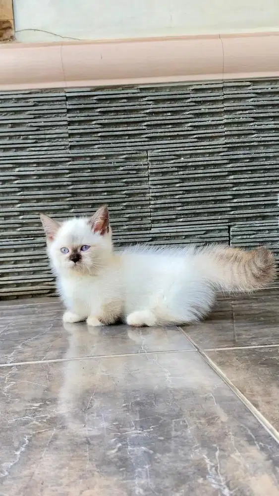 Kucing munchkin rug hugger top standar kitten