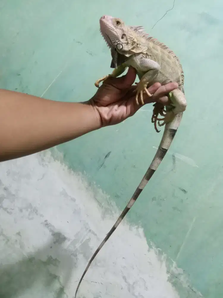 Iguana Columbia Grend axotic