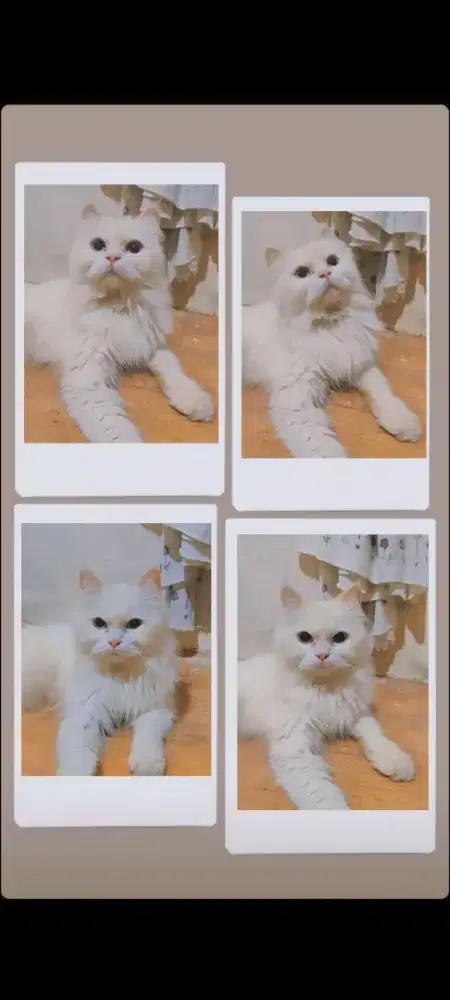 Kucing anggora jenis kelamin betina