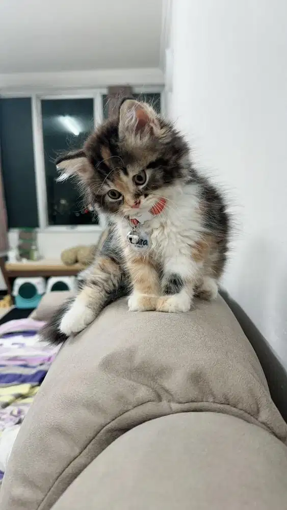 Kucing munchkin non std bulu kapas calico