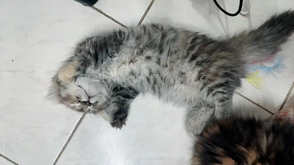 Munchkin Bulu kapas