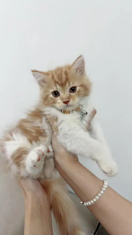 Munchkin Non std lucu