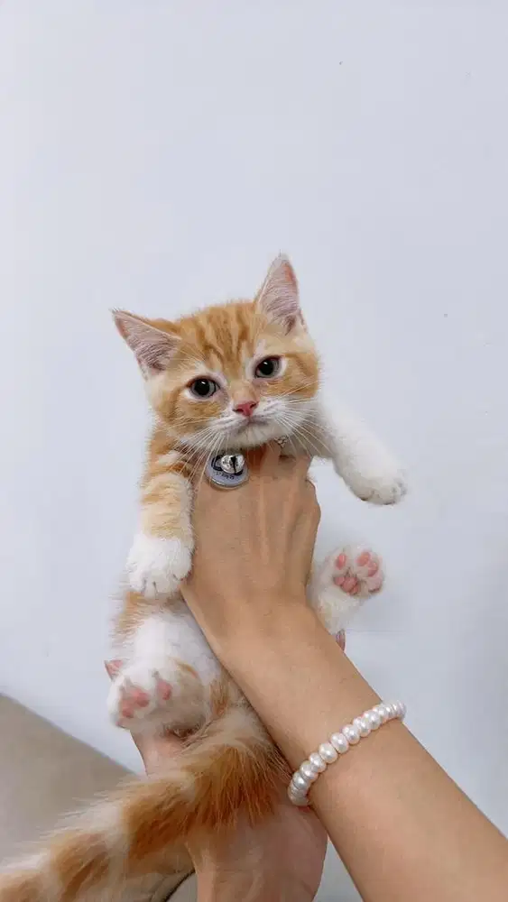 Munchkin lucu gemoy