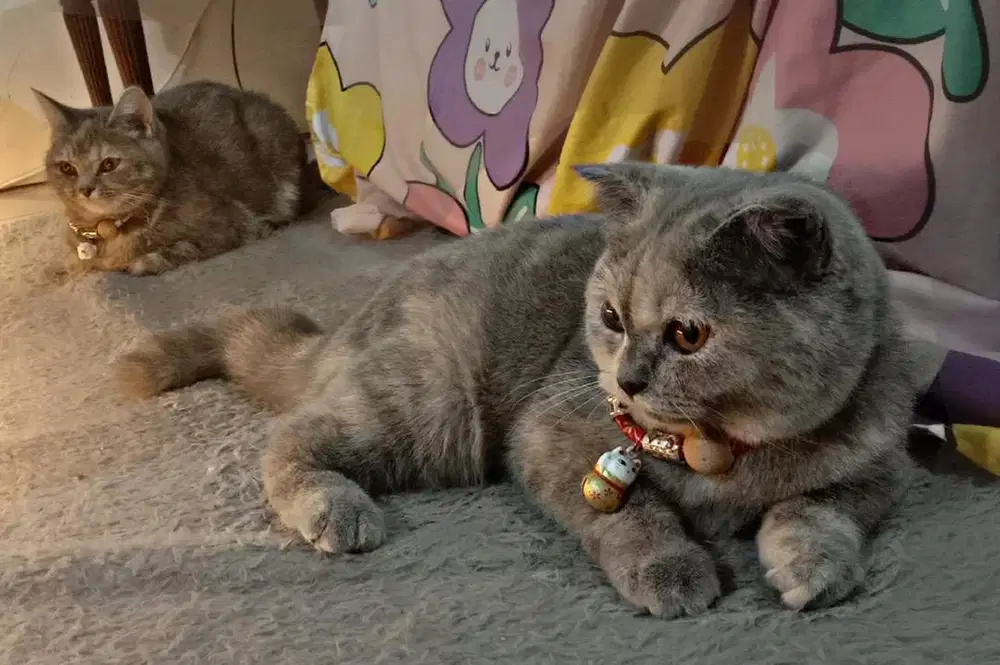 MURAH SEDUNIA - KUCING BSH X SCOTTISH FOLD