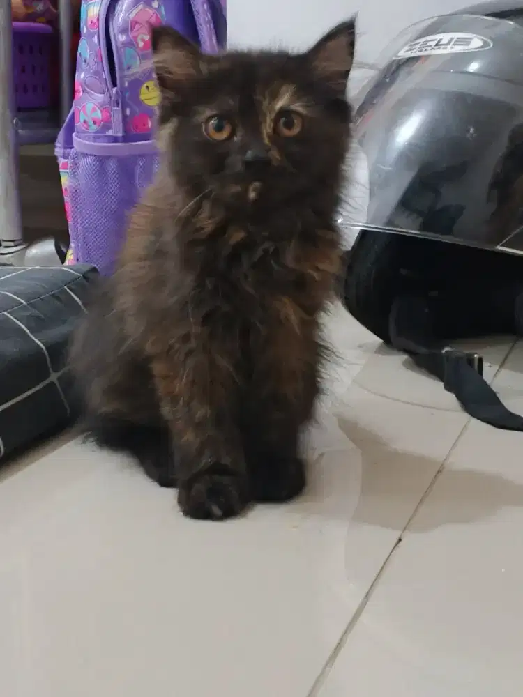 Kitten persia flatnose