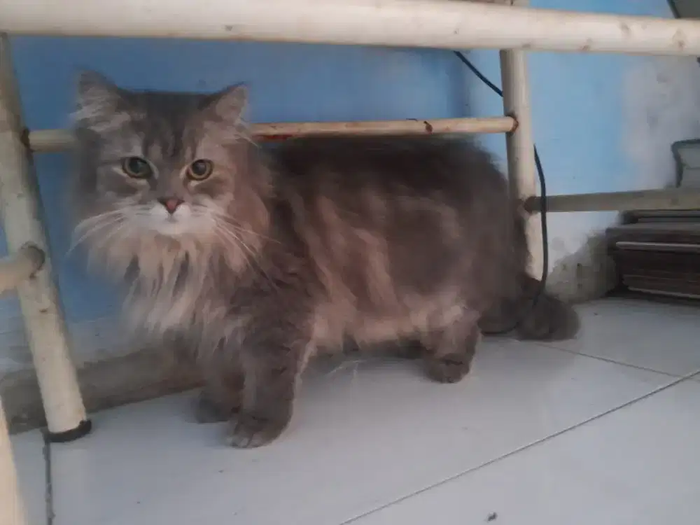 Persia long hair