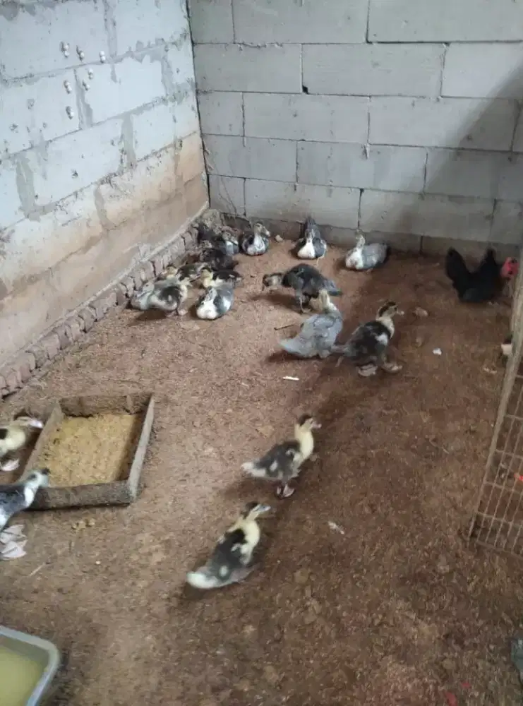 Siap Suplay entok bebek untuk kebutuhan rumah makan restoran