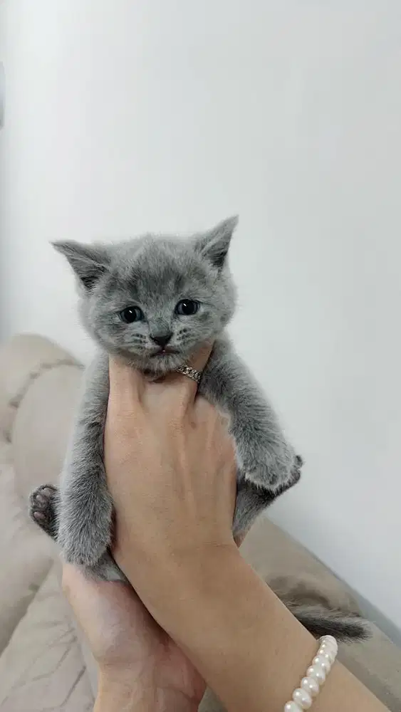 kucing British short hair pure line