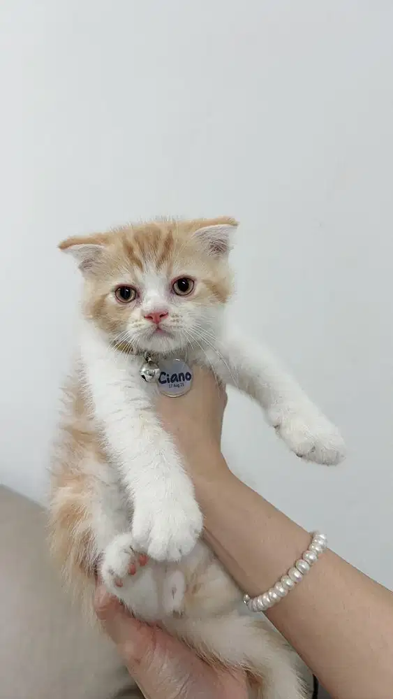Kucing scotish munchkin non std
