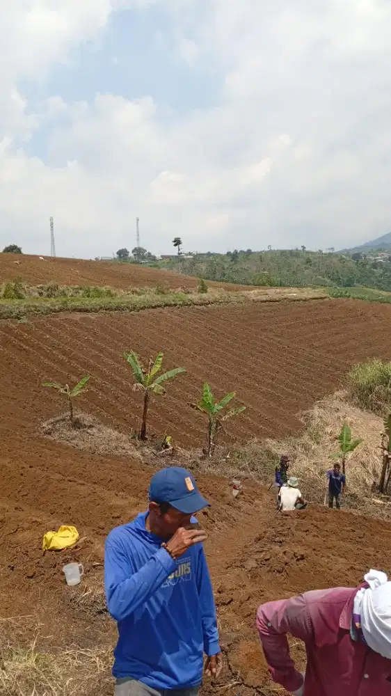 SEWA LAHAN GADAI SAWAH OPER ALIH LAHAN JUAL. BELI TANAH SERTIPIKAT