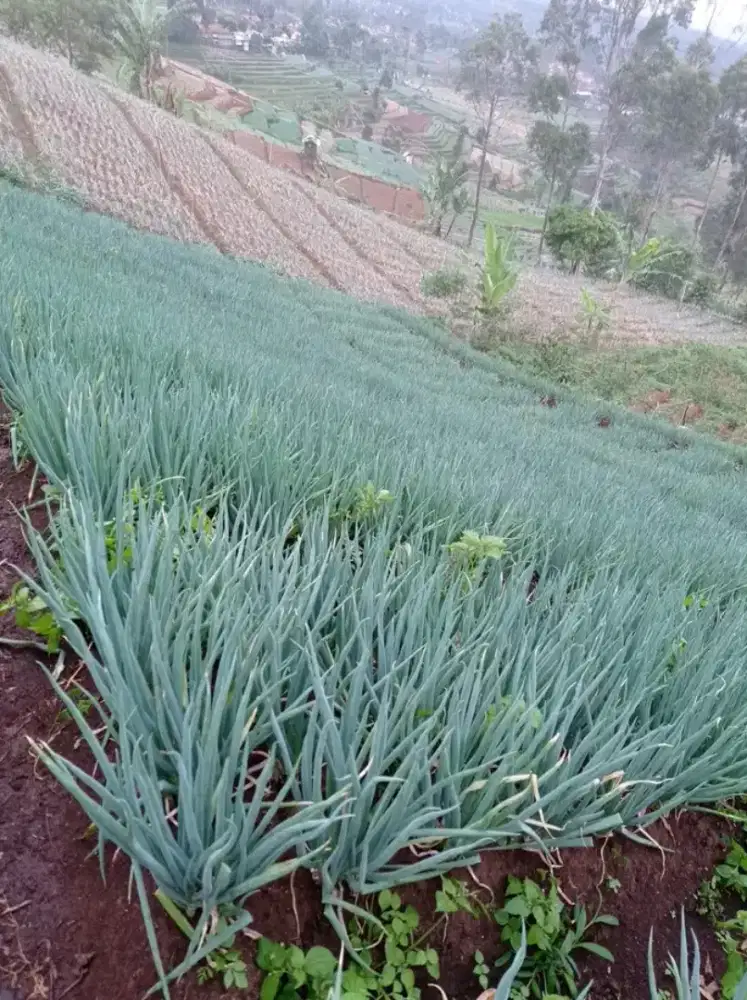 SEWA LAHAN GADAI SAWAH OPER ALIH LAHAN JUAL. BELI TANAH SERTIPIKAT