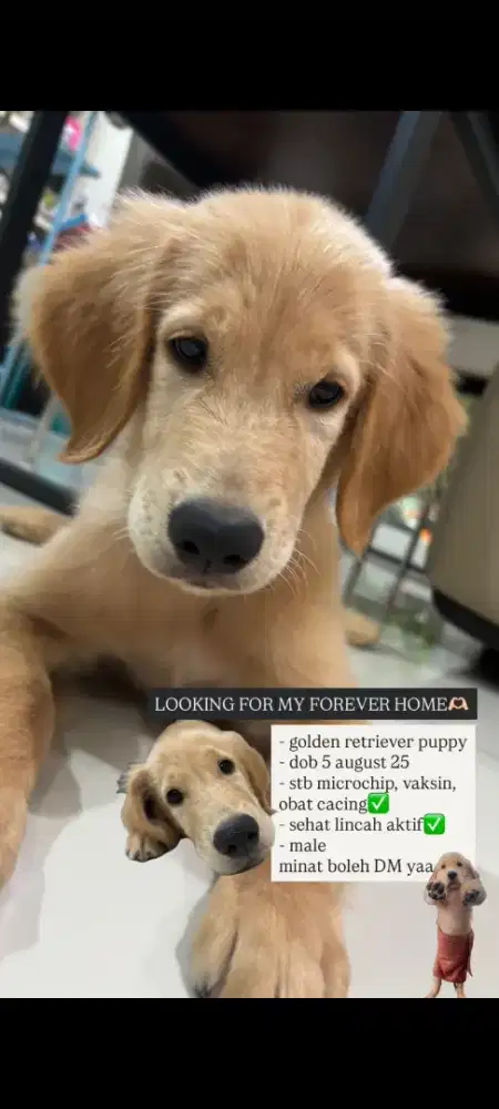 Golden Retriever Puppy 2.5 bulan