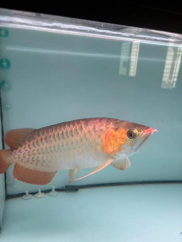 Arwana Super Red + Aquarium