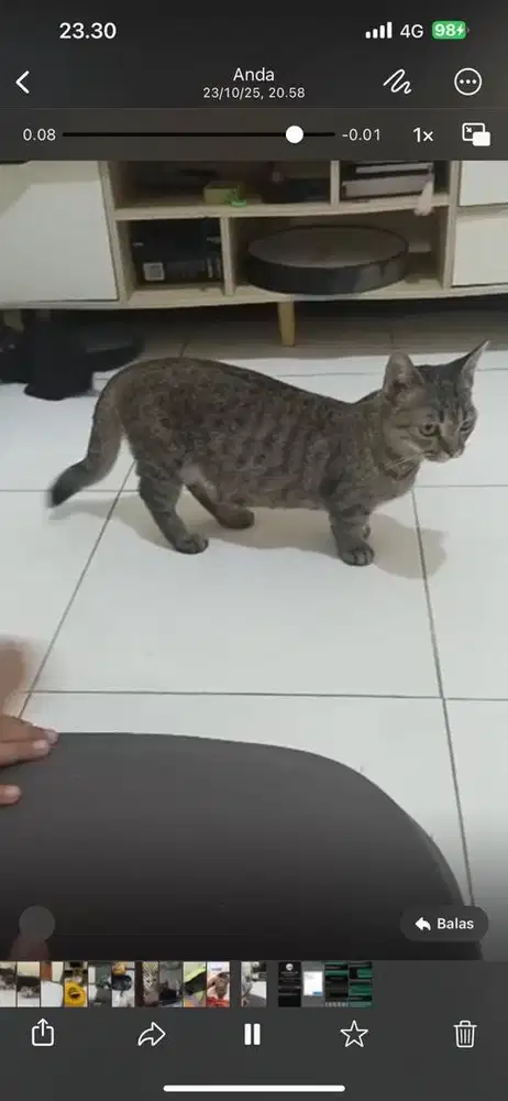 KUCING MUNCHKIN INDUKAN