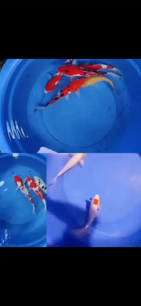 Ikan hias koi F1 import kohaku sanke bekko doitsu tancho kohaku