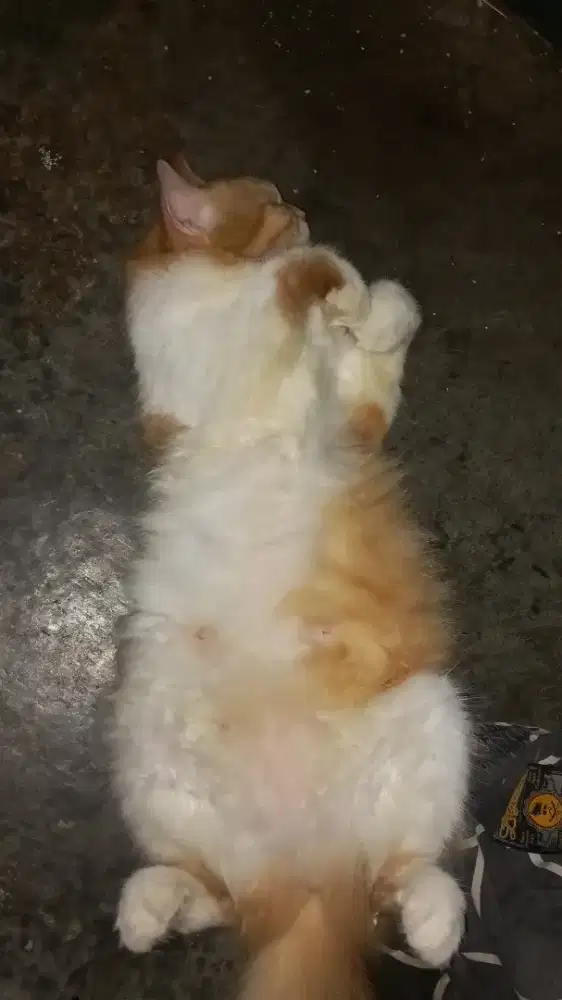 kucing anggora rumahan