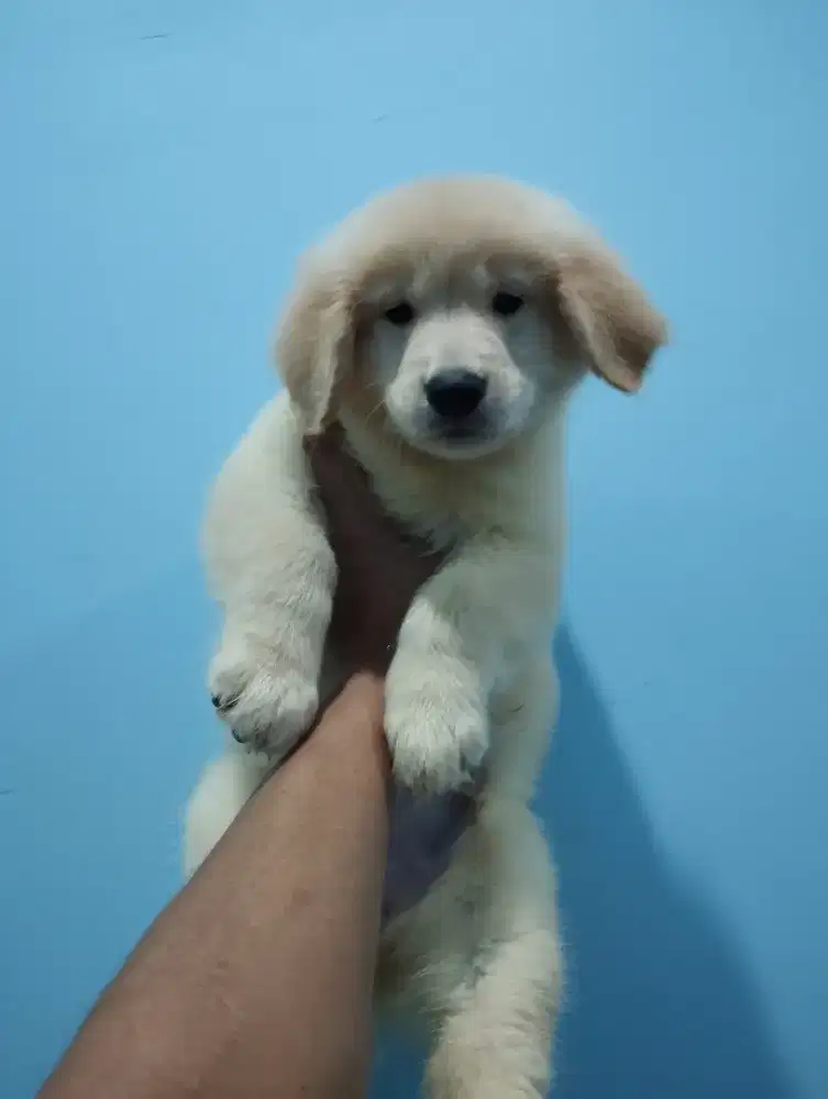 ANAK ANJING GOLDEN RETRIEVER BETINA SERTIFIKAT