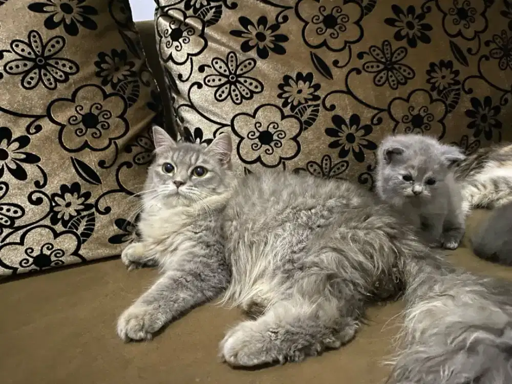 Kucing Bsh x Bsh Munchkin Anak Kucing Bsh