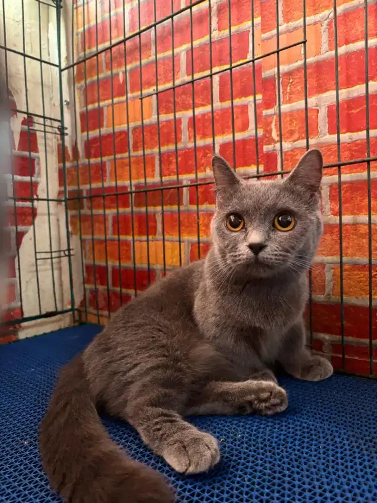 Munchkin bsh British Short Hair  Kaki Pendek