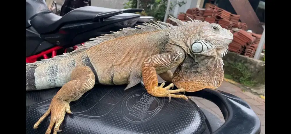 Iguana green colomb indukan sepasang proven